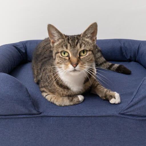 Närbild av en katt som sitter på en midnattsblå kattbädd med minnesskum