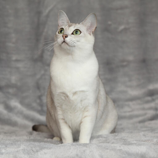 En härlig asiatisk burmilla katt med vit bröstkorg och gröna öGon