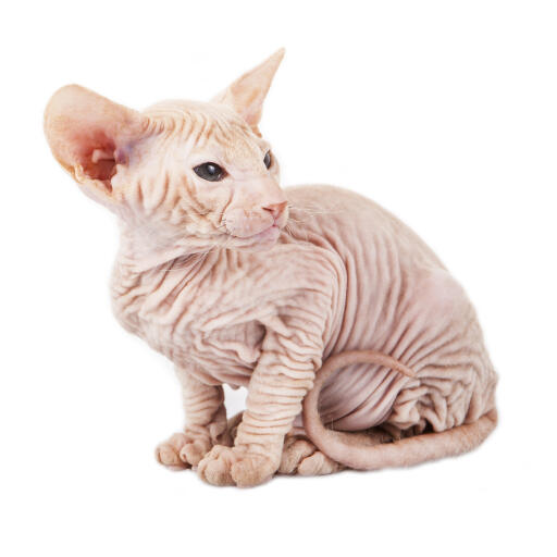 En hårlös peterbald-katt med rynkig hud