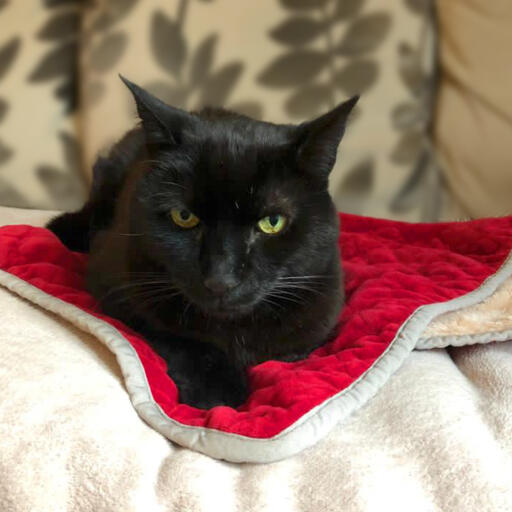 Svart katt som sitter på Luxury cat christmas blanket