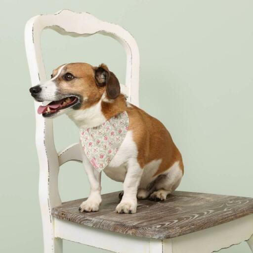 En hund med en cath kidston-bandana med blommor på satt på en stol