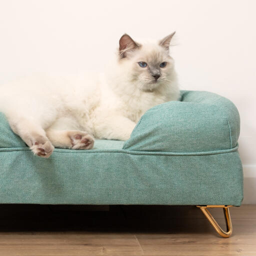 Söt vit fluffig katt som sitter på en kattbädd i blått memory foam med Gold hårnålsfötter