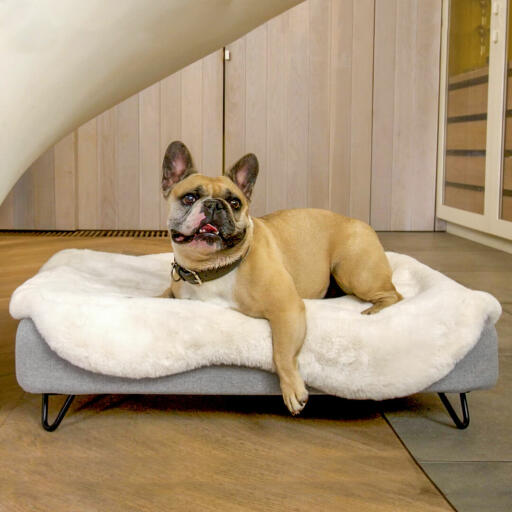 Hund som ligger på Omlet Topology hundbädd med fårskinnsöverdrag och runda träfötter