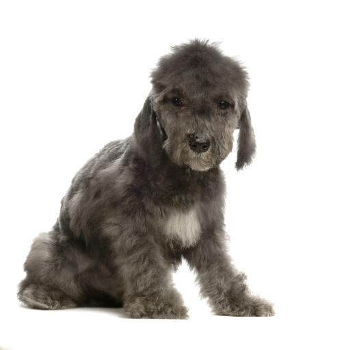 En vacker, liten bedlington terrier valp som sitter snyggt och prydligt.