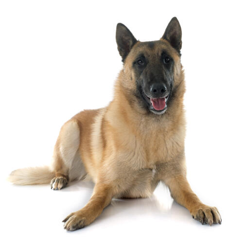 En vacker belgisk herdehund (malinois) som ligger ner
