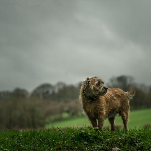 En vuxen borderterrier som njuter av lite motion i regnet.