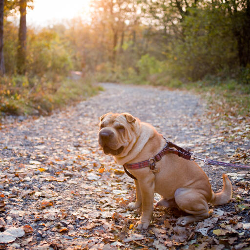 En vuxen chinese shar pei som sitter snyggt utomhus