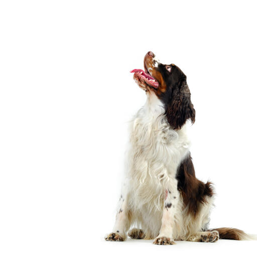 En härlig vuxen engelsk springer spaniel med svart, brun och vit päls.