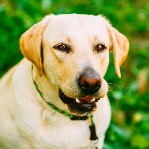 En närbild av en labrador retrievers vackra, tjocka, dubbla päls