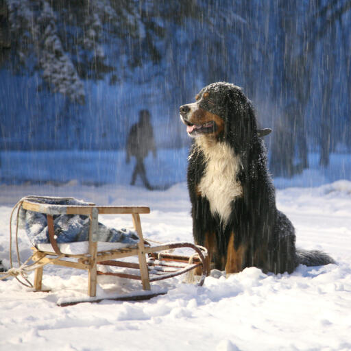 En stor, stark newfoundland som tålmodigt väntar på sin ägare på Snow 