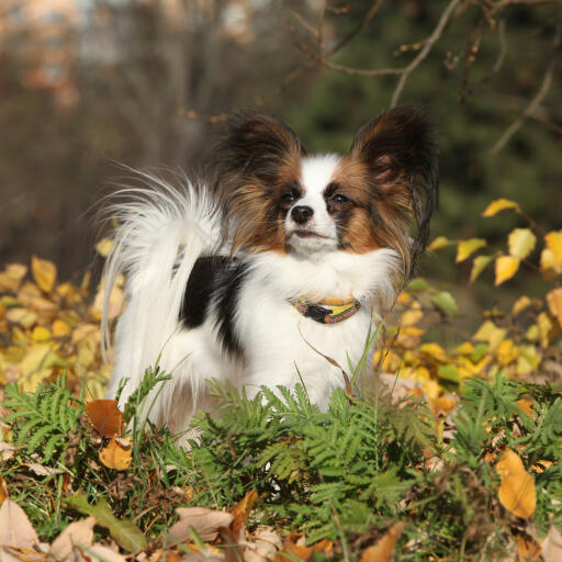 En modig papillon med en härligt fluffig päls