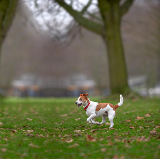 En parson russell terrier som får lite välförtjänt motion utanför ledningen