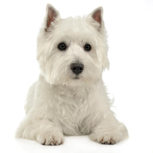 En vuxen west highland terrier som ligger prydligt på Golvet.