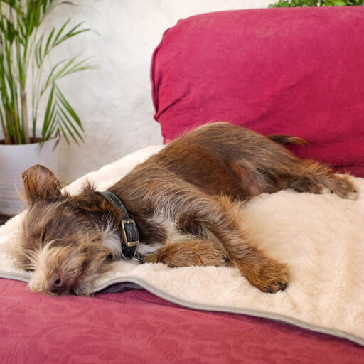 Använd filten på soffor, sängar eller bilsäten för att skydda möblerna från hundhår och smutsiga tassar.