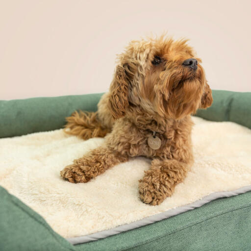 Lägg filten i hundens säng för extra värme under vintermånaderna.