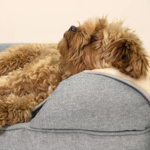 Uppgradera din hunds säng med en varm, supermjuk filt hen kommer älska.