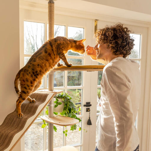 Katt som sniffar på mannen på Freestyle Golv till tak kattträd