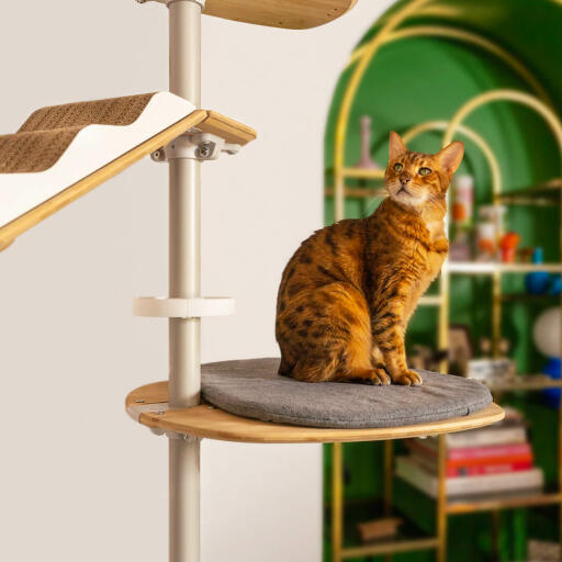Katt på Freestyle Golv till tak kattträd kudde plattform