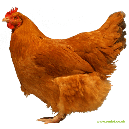 Stor lincolnshire buff hen