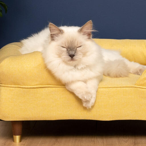 Söt vit fluffig katt som sitter på mellow yellow memory foam katt säng med mässing cap fötter
