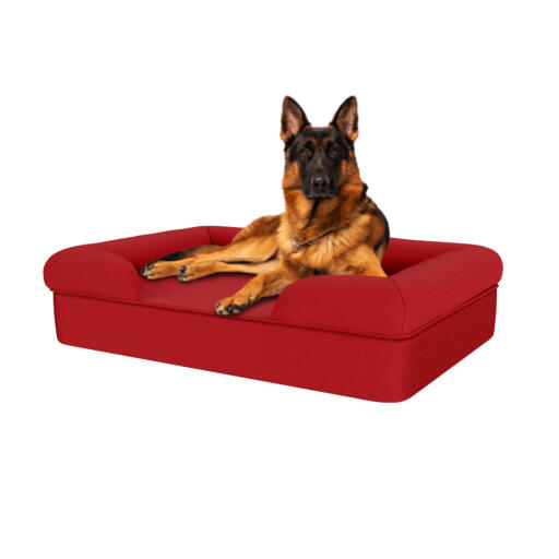 Hund sitter på merlot röd stor minnesskum bolster hund säng