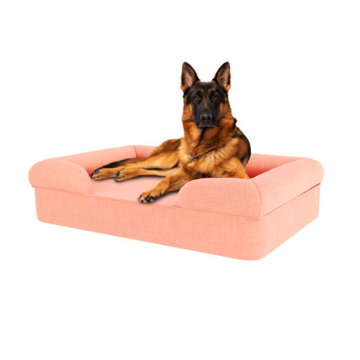 Hund sitter på persika rosa stor minnesskum bolster hund säng