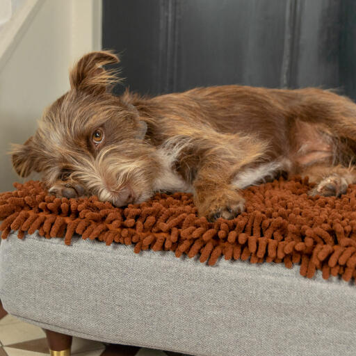 Hund som ligger på Omlet Topology hundbädd med mikrofiberöverdrag med mässingskåpa träfötter