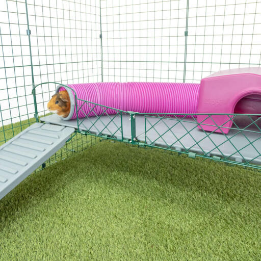 Marsvin i rosa marsvin lektunnel med rosa Zippi skydd för marsvin på Zippi plattformar