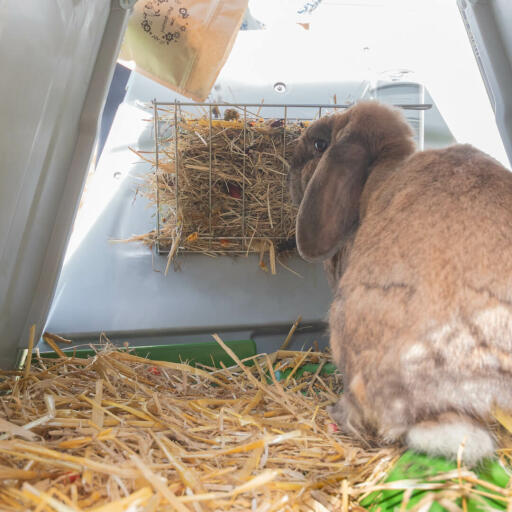 En kanin som äter från höhyllan på baksidan av en hage Eglu Go .
