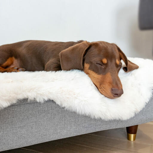 Du kan välja att montera ben på din hunds säng för att den ska se extra snygg ut tillsammans med resten av dina möbler.