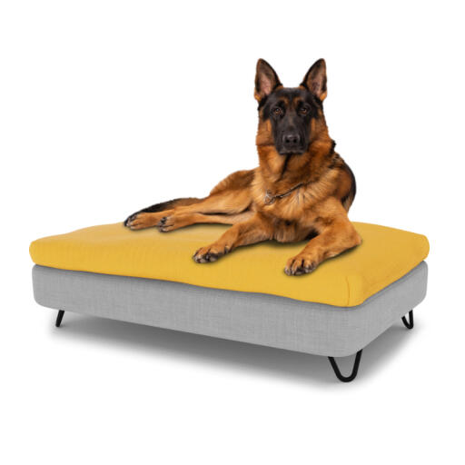 Hund som sitter på en stor Topology hundbädd med sittpåsar och hårnålsfötter i svart metall