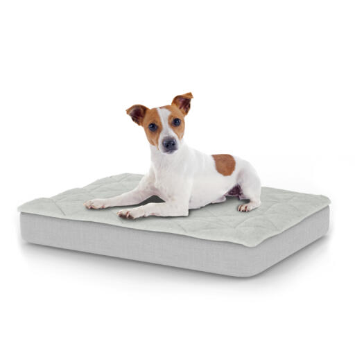 Hund som sitter på en liten Topology hundbädd med quiltat överdrag