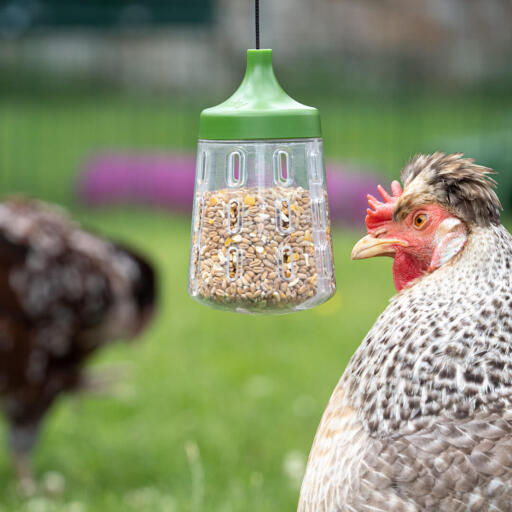 Omlet hackleksaker för fjäderfä för hönsgårdar och rastgårdar