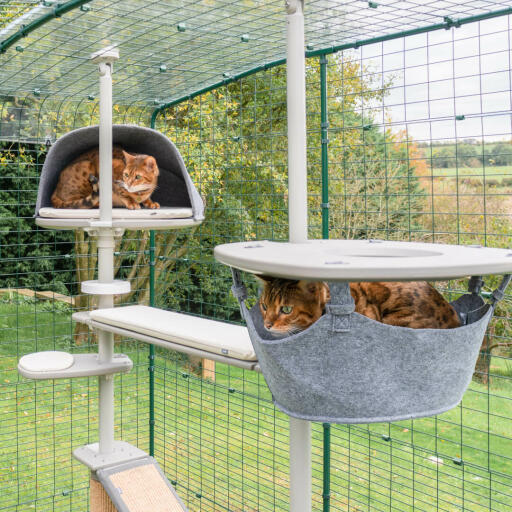Katter som leker i Omlet katträdsystemet för utomhusbruk i Omlet catio