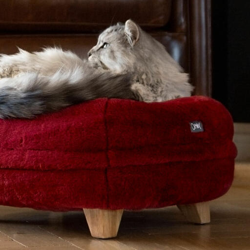Katt sitter på röd rouge Omlet donut kattsäng