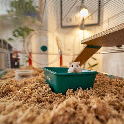Hamster sitter i ett sandbad