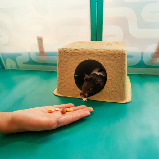 Ett barns hand matar en hamster som är inne i den komposterbara hamstergömman