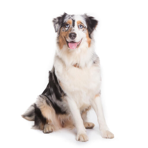 Australian shepherd dog med isblå öGon sitter uppmärksamt.