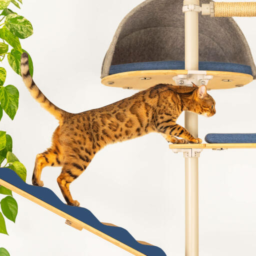 En katt som klättrar mellan plattformen på ett kattträd.