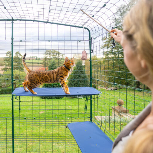 Katt som klättrar på blå katthylla i catio utomhus med synliga dräneringshål