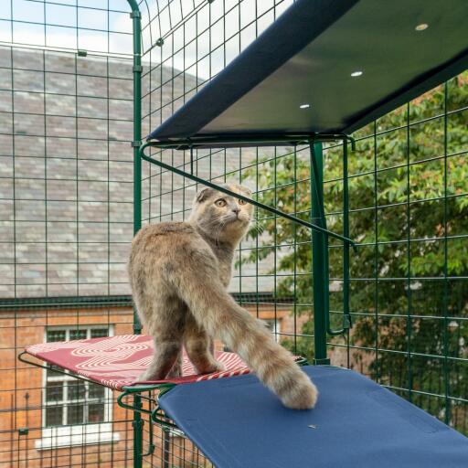 Katt som står på blå katthylla i catio utomhus med synliga dräneringshål