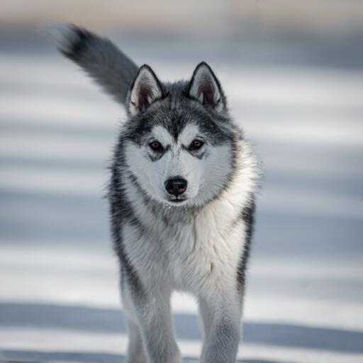 Kanadensisk eskimåhund som travar genom Snow