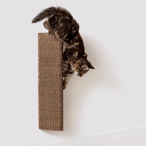 Katt som klöser på en klös i kartong som är fäst på väggen