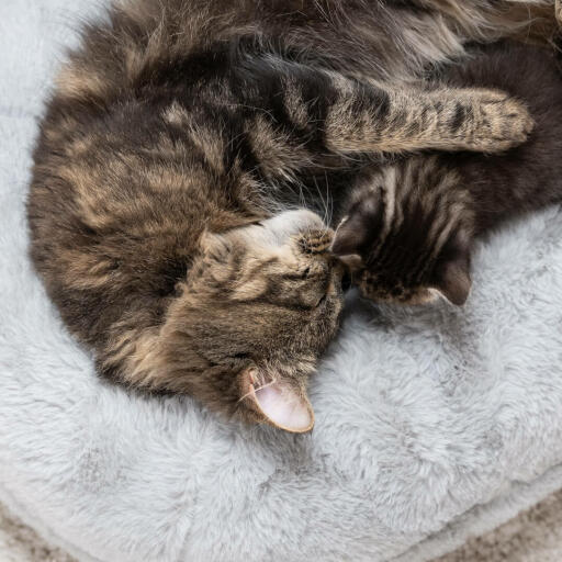 Kattprov