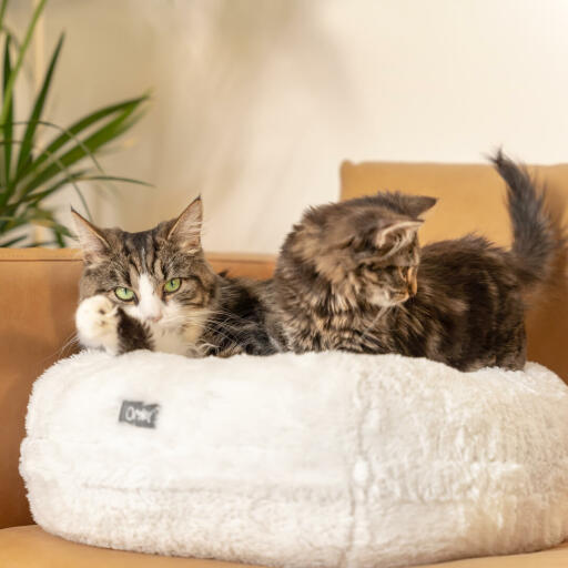 Kattsängen Maya Donut kan också användas som en kudde på soffan så att din katt kan sova bekvämt bredvid dig.