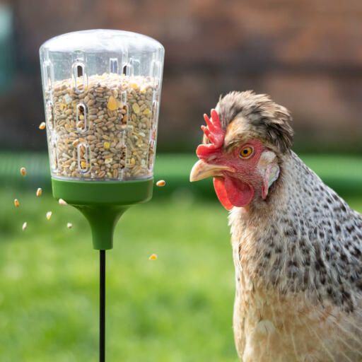 Kyckling peck leksak
