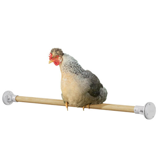 Kyckling i Omlet sittpinne i trä