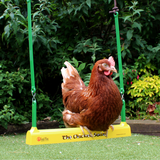 Ett gingernötssortiment som sitter på chicken swing