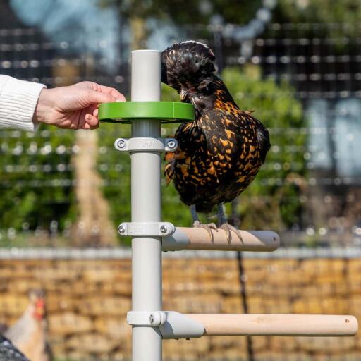 Kyckling äter från en Godisskål kyckling perch tillbehör fylld av snacks