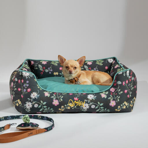 Chihuahua liggande i en Omlet bädd i midnight meadow-mönstret